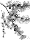 tamarack - medium-sized larch of Canada and northern United States including Alaska having a broad conic crown and rust-brown scaly bark