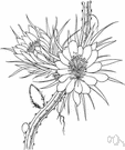 Selenicereus grandiflorus - tropical American climbing cactus having triangular branches