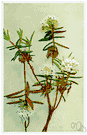 crystal tea - evergreen shrub of eastern North America having white or creamy bell-shaped flowers and dark green hairy leaves used for tea during American Revolution