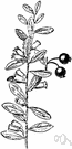 Vaccinium myrsinites - shrub of the eastern United States having shining evergreen leaves and bluish-black fruit