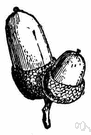 Acorn cup - cup-shaped structure of hardened bracts at the base of an acorn