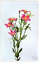 American centaury - any of several pink-flowered marsh plant of the eastern United States resembling a true centaury