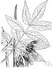 Fraxinus quadrangulata - ash of central and southern United States with bluish-green foliage and hard brown wood