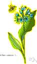 Bessera - small genus of cormous perennials of Mexico
