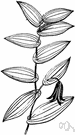 bellwort - any of various plants of the genus Uvularia having yellowish drooping bell-shaped flowers