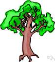 balata tree - a tropical hardwood tree yielding balata gum and heavy red timber