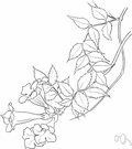 trumpet vine - a North American woody vine having pinnate leaves and large red trumpet-shaped flowers