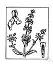 Mexican mint - an herb from Oaxaca that has a powerful hallucinogenic effect