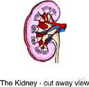uremia - accumulation in the blood of nitrogenous waste products (urea) that are usually excreted in the urine