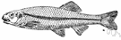 Phoxinus phoxinus - very small European freshwater fish common in gravelly streams