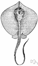Dasyatis - type genus of the Dasyatidae