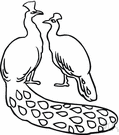 jungle hen - female jungle fowl