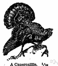 capercaillie - large black Old World grouse