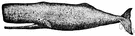 genus Physeter - type genus of the Physeteridae