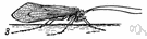 Caddice fly - small moth-like insect having two pairs of hairy membranous wings and aquatic larvae