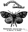 geometrid moth - slender-bodied broad-winged moth whose larvae are called measuring worms