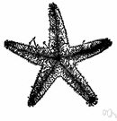 class Asteroidea - sea stars