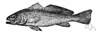 Sciaena aquila - large European marine food fish