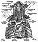 vena brachiocephalica - veins formed by the union of the internal jugular and subclavian veins