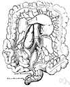 Mesocolon - mesentery that holds the lower colon to the dorsal abdominal wall