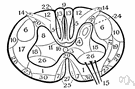 pyramidal tract - any of the important motor nerves on each side of the central nervous system that run from the sensorimotor areas of the cortex through the brainstem to motor neurons of the cranial nerve nuclei and the ventral root of the spinal cord