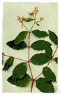 Apocynum - perennial herbs with small pink or white flowers