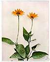 gravelweed - perennial herb with yellow flowers