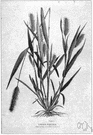 Setaria - annual or perennial grasses of warm regions: bristlegrasses
