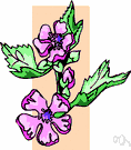 malope - western Mediterranean annual having deep purple-red flowers subtended by 3 large cordate bracts