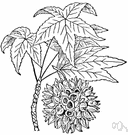 sweet gum tree - a North American tree of the genus Liquidambar having prickly spherical fruit clusters and fragrant sap