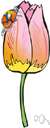 lady tulip - Eurasian tulip with small flowers blotched at the base