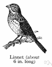 house finch - small finch originally of the western United States and Mexico