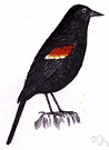 New World blackbird - any bird of the family Icteridae whose male is black or predominantly black