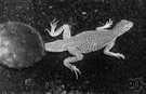 fringe-toed lizard - with long pointed scales around toes