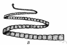 parasitic worm - worm that is parasitic on the intestines of vertebrates especially roundworms and tapeworms and flukes