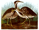 American bittern - a kind of bittern