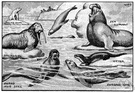 hair seal - any of several seals lacking external ear flaps and having a stiff hairlike coat with hind limbs reduced to swimming flippers