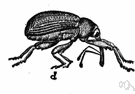 Anthonomus grandis - greyish weevil that lays its eggs in cotton bolls destroying the cotton
