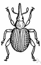 seed weevil - a small beetle that infests the seeds of legumes