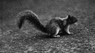 eastern grey squirrel - common medium-large squirrel of eastern North America
