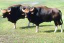 Bibos frontalis - ox of southeast Asia sometimes considered a domesticated breed of the gaur