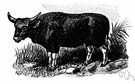 Bibos frontalis - ox of southeast Asia sometimes considered a domesticated breed of the gaur