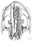 truncus celiacus - an artery that originates from the abdominal aorta just below the diaphragm and branches into the left gastric artery and the common hepatic artery and the splenic artery