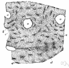 shaft - the main (mid) section of a long bone