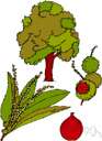 lichee - Chinese fruit having a thin brittle shell enclosing a sweet jellylike pulp and a single seed