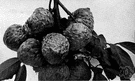 custard apple tree - any of several tropical American trees bearing fruit with soft edible pulp