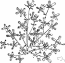 verdolagas - weedy trailing mat-forming herb with bright yellow flowers cultivated for its edible mildly acid leaves eaten raw or cooked especially in Indian and Greek and Middle Eastern cuisine