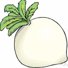 genus Raphanus - radish
