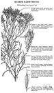 Chrysothamnus nauseosus - pleasantly aromatic shrub having erect slender flexible hairy branches and dense clusters of small yellow flowers covering vast areas of western alkali plains and affording a retreat for jackrabbits