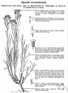 broom snakeroot - low-growing sticky subshrub of southwestern United States having narrow linear leaves on many slender branches and hundreds of tiny yellow flower heads